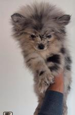 Pomeriaan puppy, Dieren en Toebehoren, 15 weken tot 1 jaar, Eén hond, Nederland, Particulier