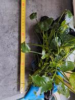 Aquariumplant op kienhout, Ophalen, Tak, Plant, Rots of Steen