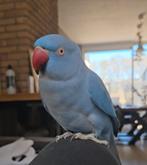 VERMISTE! halsbandparkiet, Vogel