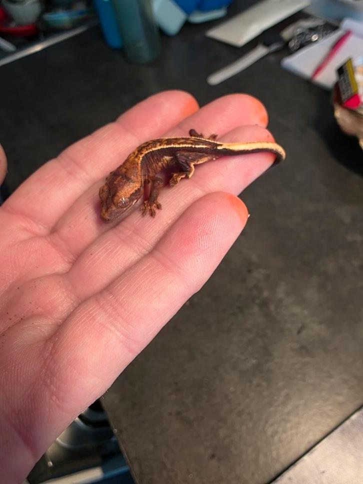 Baby gecko Leopard Gecko - unknown for sale from Denise