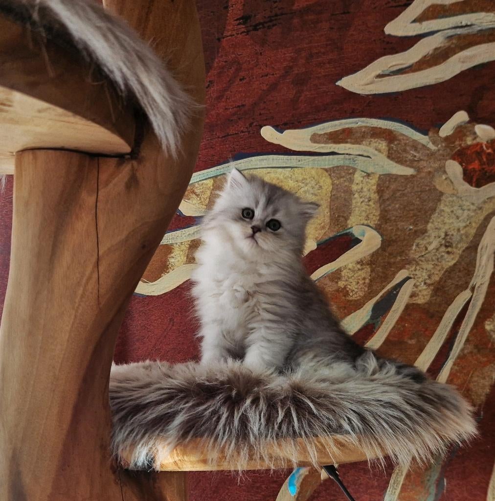 Siberisch X Perzisch Kittens, Dieren en Toebehoren, Katten en Kittens | Raskatten | Langhaar, Meerdere dieren, Ingeënt