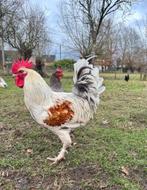 Witte haan kruising tussen Marans en Olive Egger 7 maanden, Dieren en Toebehoren, Mannelijk, Kip