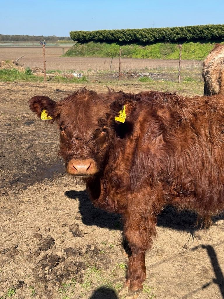 Mooi galloway stiertje tekoop, Dieren en Toebehoren, Mannelijk