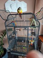 Pyrrhura papegaai met kooi en toebehoren, Dieren en Toebehoren, Ophalen, Zo goed als nieuw, Metaal, Vogelkooi
