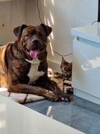 Hond Yaman, Reu, Eén hond, 3 tot 5 jaar, Nederland