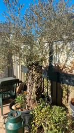 Prachtige Olijfboom in Pot, Bloeit niet, Ophalen of Verzenden, 100 tot 250 cm, Olijfboom