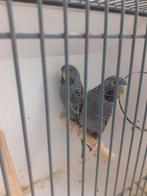 Koppel antraciet ef black face parkieten, Meerdere dieren, Parkiet