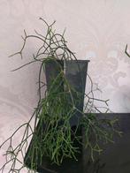Rhipsalis Cassutha (Koraalcactus), Huis en Inrichting, Ophalen, Halfschaduw, Minder dan 100 cm, Groene kamerplant