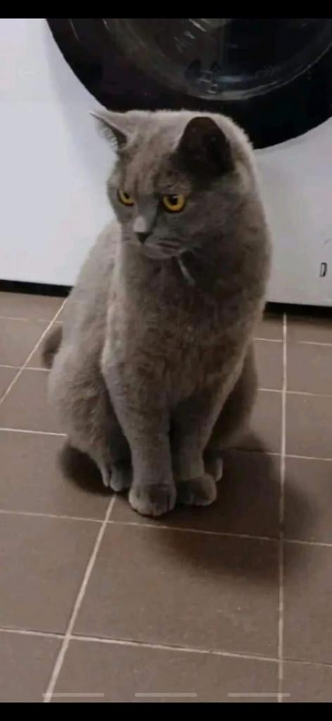 Te koop Britsse korthaar 4 jaar oud, Dieren en Toebehoren, Ophalen of Verzenden