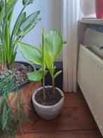 Cana planten rood, Tuin en Terras, Ophalen, Overige soorten, Volle zon