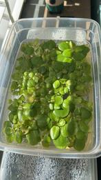 Bakje kikkerbeet/ drijfplantje aquarium, Dieren en Toebehoren, Vissen | Aquaria en Toebehoren, Ophalen, Plant(en), Steen of Hout
