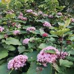 Clerodendrum bungei - Prachtige roze bloemen, Ophalen, Overige soorten, Volle zon