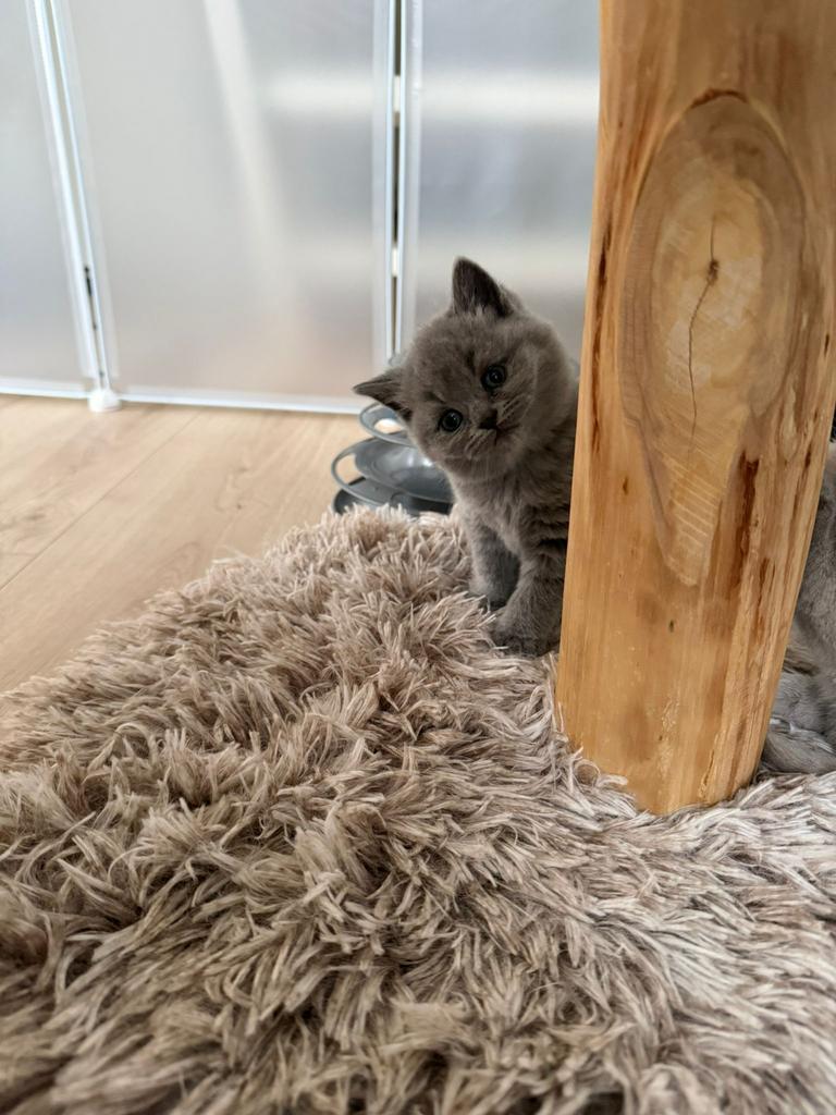 Prachtige grijs/ blauwe Britse korthaar kittens., Dieren en Toebehoren, Katten en Kittens | Raskatten | Korthaar, Meerdere dieren