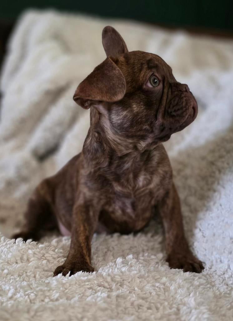 💙 Super leuke x franse bulldog reu pup bijzondere kleur 💙, Dieren en Toebehoren, Parvo, Reu, 8 tot 15 weken, Bulldog