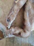 Zeer oude bontsjaal nerts in nieuwstaat, Ophalen of Verzenden