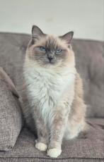 2 ragdoll (fok)poezen | Met stamboom | Bicolour en Point, Poes, Met stamboom, 0 tot 2 jaar