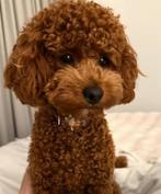 Toy Poodle male available for stud, Particulier, 8 tot 15 weken, Buitenland, Teef