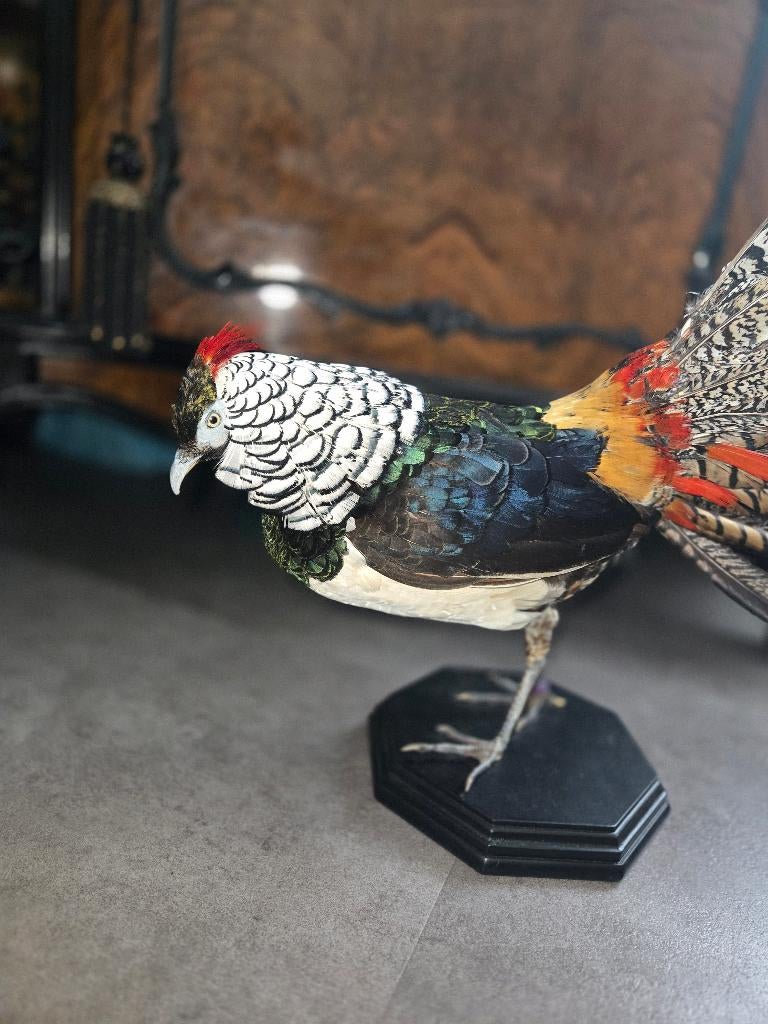 Opgezette Ladyamherst fazant taxidermie, Ophalen of Verzenden, Nieuw, Vogel, Opgezet dier