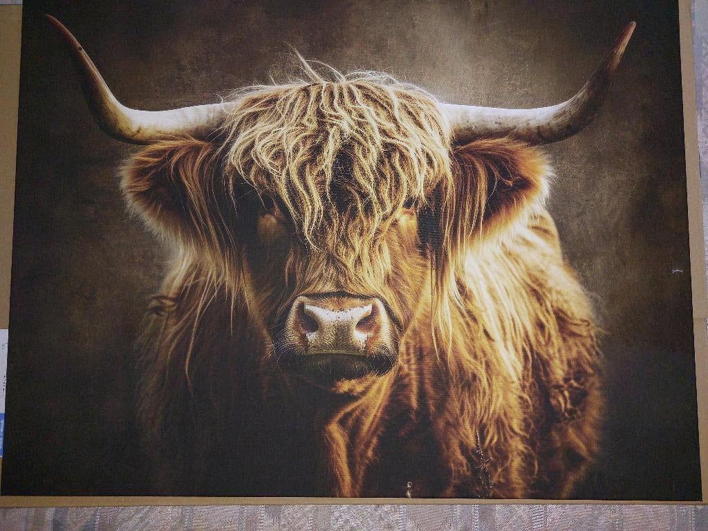 Schotse hooglander op canvas 80x60, Ophalen, 60 cm, Nieuw, Met ophangsysteem