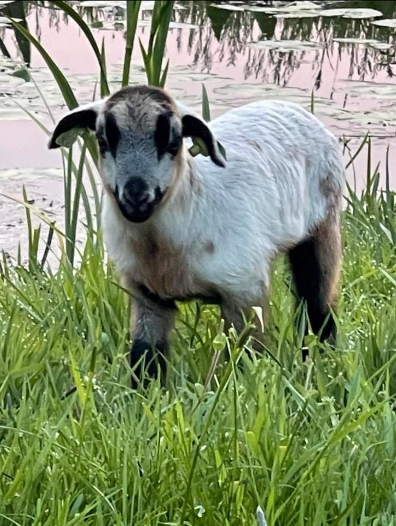 Te koop: Maasduinen lammeren/Maasduinen ooi met lammeren, Dieren en Toebehoren, Schapen, Geiten en Varkens, Meerdere dieren, Schaap