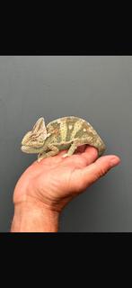 Mannetje Yemen kameleon, 0 tot 2 jaar