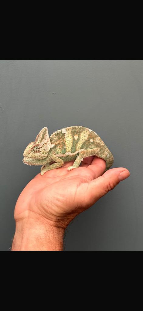 Mannetje Yemen kameleon