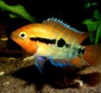 Herotilapia multispinosa/ regenboog cichliden, Vis
