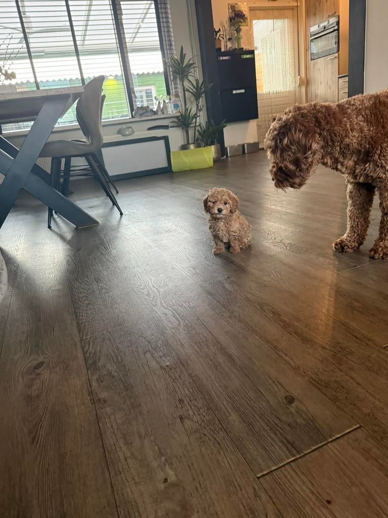 Toypoedel x dwergpoedel, Dieren en Toebehoren, Honden | Chihuahua's en Gezelschapshonden, Poedel, 8 tot 15 weken, Teef, Parvo