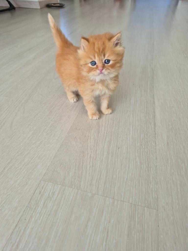 Britse langhaar (moeder langhaar vader korthaar), Meerdere dieren, 0 tot 2 jaar