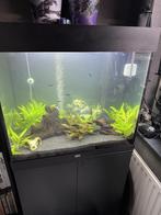Juwel aquarium Lido 120 Led, Dieren en Toebehoren, Vissen | Aquaria en Toebehoren, Ophalen, Inclusief vissen, Juwel, Gevuld zoetwateraquarium