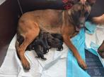 Nestaankondiging Mechelse Herder Pups (geb. 14 maart), Parvo, 8 tot 15 weken, Meerdere, Meerdere dieren