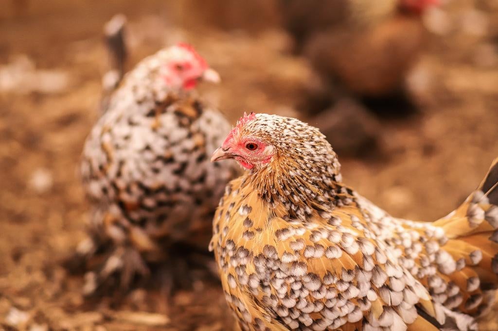 Rustige kleine kriel kippen | Sabelpoot krielkip, Vrouwelijk, Kip