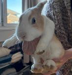 Handtamme konijntjes van 19/10/25, Dieren en Toebehoren, Konijnen, Mannelijk, Middelgroot, Hangoor, 0 tot 2 jaar