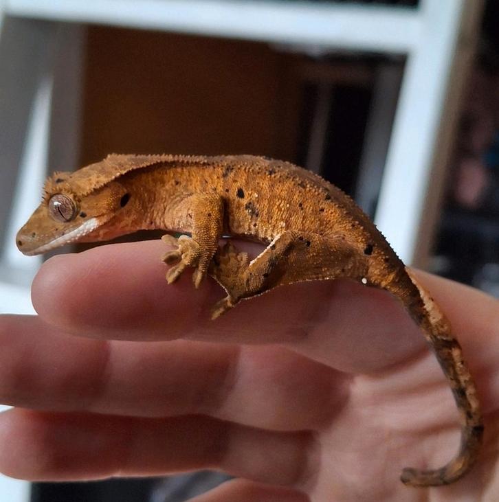 Tijdelijk korting! Dalmatian wimpergekko/crested gecko man Crested Gecko - male for sale from Lotus' Creatures