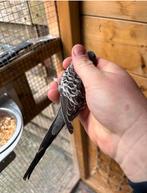 Grasparkiet blackface split blackwing man, Mannelijk, Parkiet, Geringd