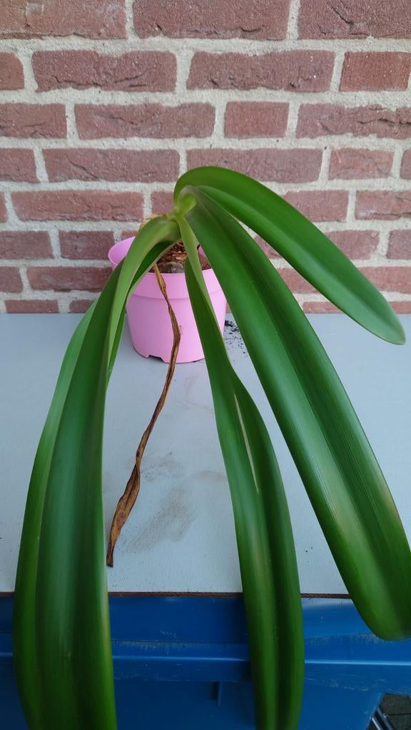 Grote XXL echte Amaryllis, Ophalen of Verzenden