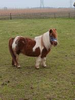 Te koop een mooie vos bonte merrie + zwart mini hengstje, Merrie, A pony (tot 1.17m), Gechipt, 11 jaar of ouder