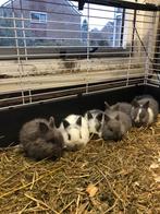 Lieve baby konijntjes. Vader Loffelohr. 5 weken oud., Dieren en Toebehoren, Konijnen, Meerdere dieren, Dwerg, 0 tot 2 jaar