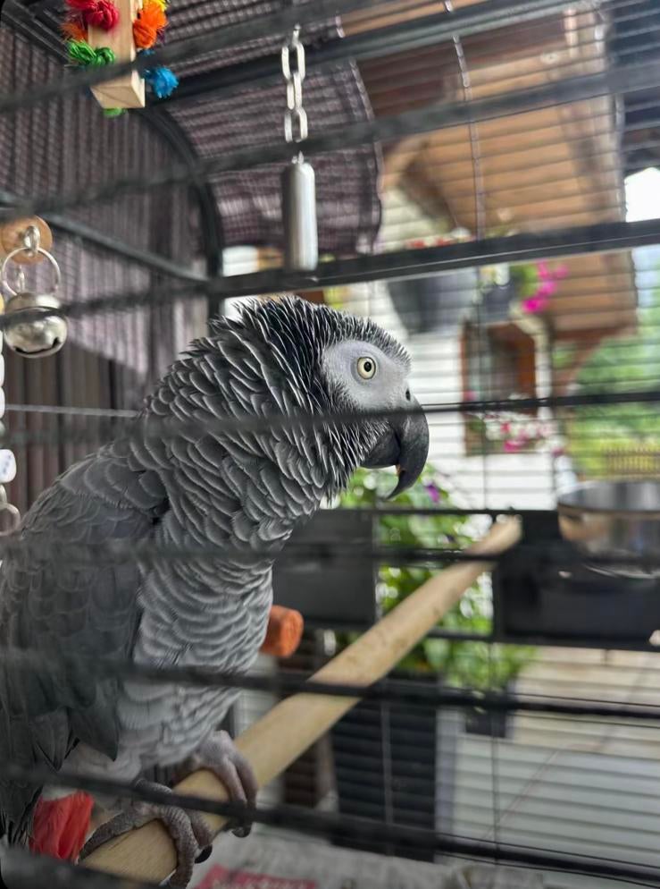 Grijze roodstaart papegaai, Dieren en Toebehoren, Vogels | Parkieten en Papegaaien, Mannelijk, Papegaai, Pratend