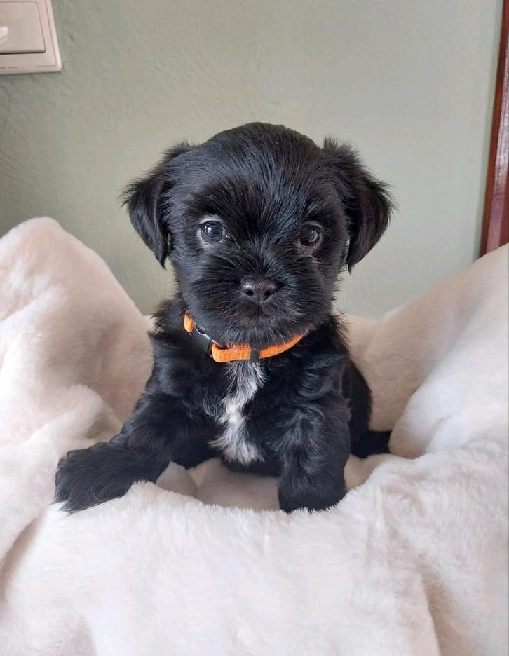 Mooie Boomer pups te koop, Dieren en Toebehoren, Honden | Niet-rashonden, Klein, Meerdere dieren, Particulier, Meerdere, Nederland