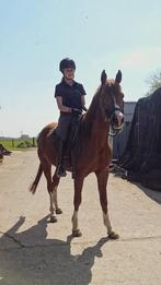 Aangeboden: verzorger / bijrijder, Dieren en Toebehoren, Ophalen, Recreatie