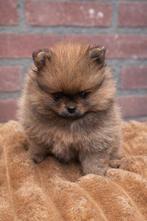 zeer kleine pomeranian pups (NL gefokt) stamboom, Parvo, Keeshond, 8 tot 15 weken, Meerdere