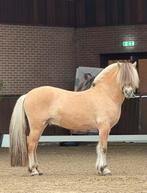 Fjord 4 jaar, veel potentie, karakter en kwaliteit, Dieren en Toebehoren, Paarden, Hengst, Zadelmak, Met stamboom, 3 tot 6 jaar