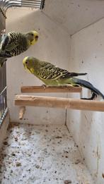 Te koop koppel split bf, Dieren en Toebehoren, Vogels | Parkieten en Papegaaien, Meerdere dieren, Parkiet