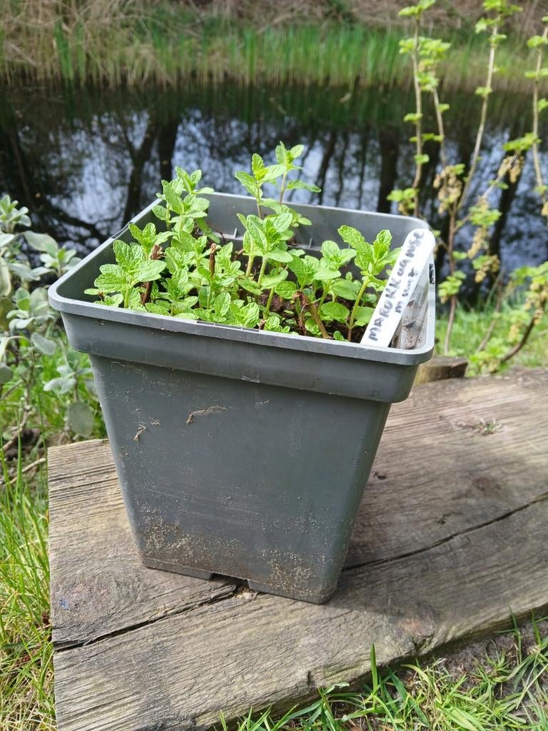 Marokkaanse munt, Tuin en Terras, Bloembakken en Plantenbakken, Ophalen, Steen, Minder dan 30 cm
