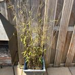 Phyllostachys Bamboe gratis, Ophalen, Bloeit niet, Overige soorten, Halfschaduw