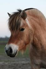 Lieve bijna 4-jarige fjordenmerrie, Dieren en Toebehoren, Merrie, 3 tot 6 jaar