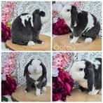 Super lieve gecastreerde rex hangoordwerg ram KNUFFELHUISJE, Mannelijk, Dwerg, Hangoor, 0 tot 2 jaar