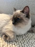 Lieve ragdoll bijna 1 jaar, ongesteriliseerd zonder stamboom, Poes, Ontwormd, 0 tot 2 jaar