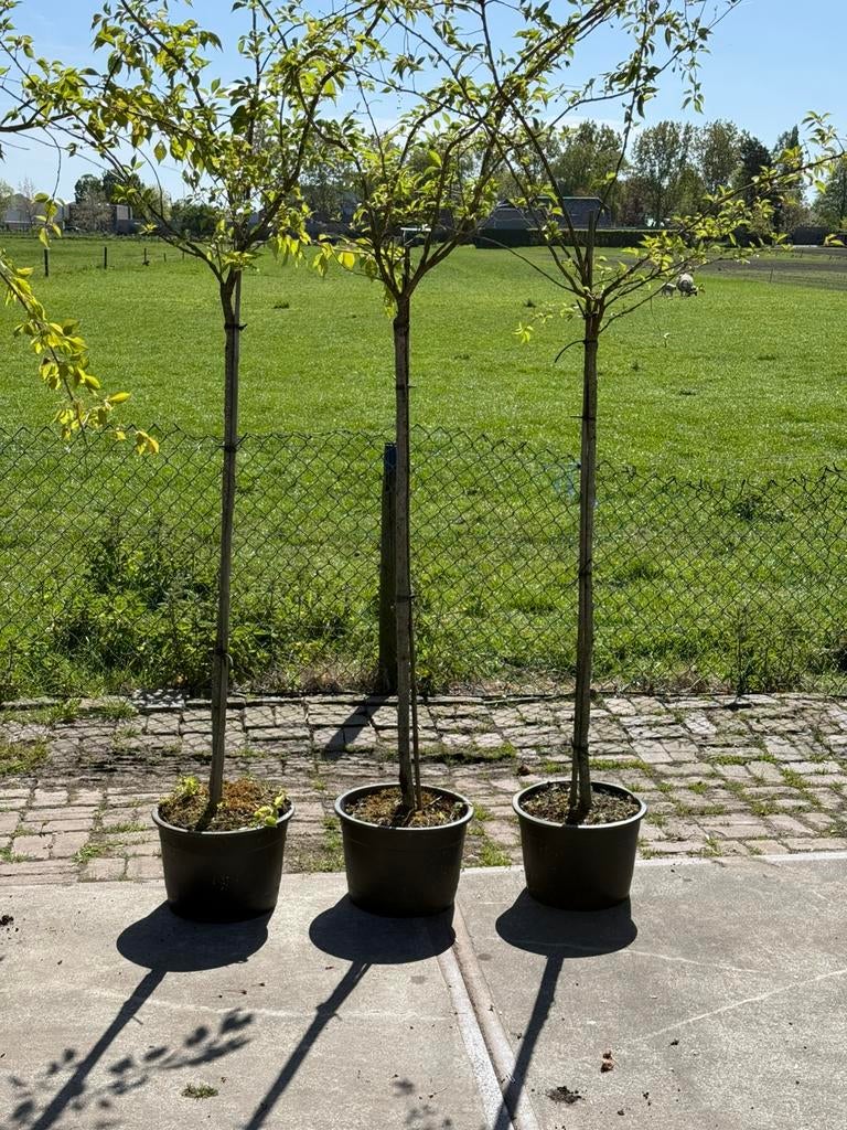 Prunus autumnalis rosea  treur 2xgewoon 3x halfstam 29,50pst, Ophalen, Overige soorten, Herfst, Halfschaduw